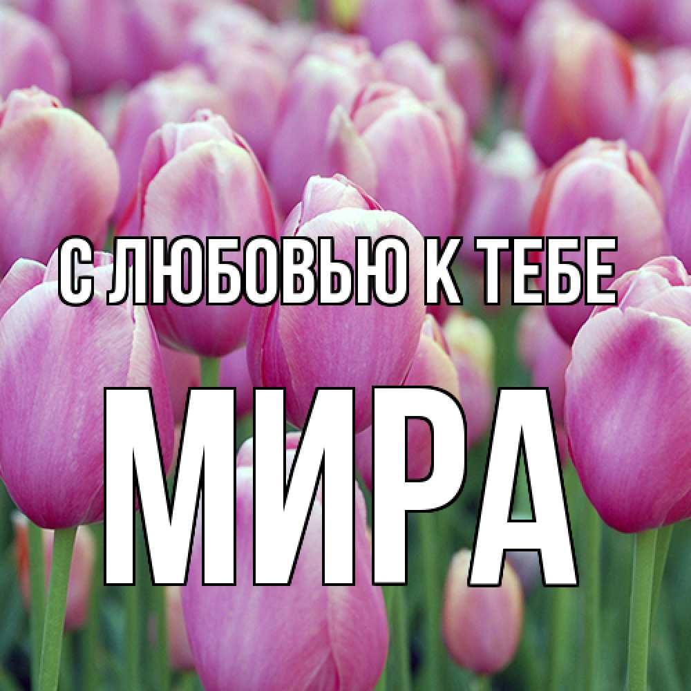 Открытка  с именем. Мира, С любовью к тебе  