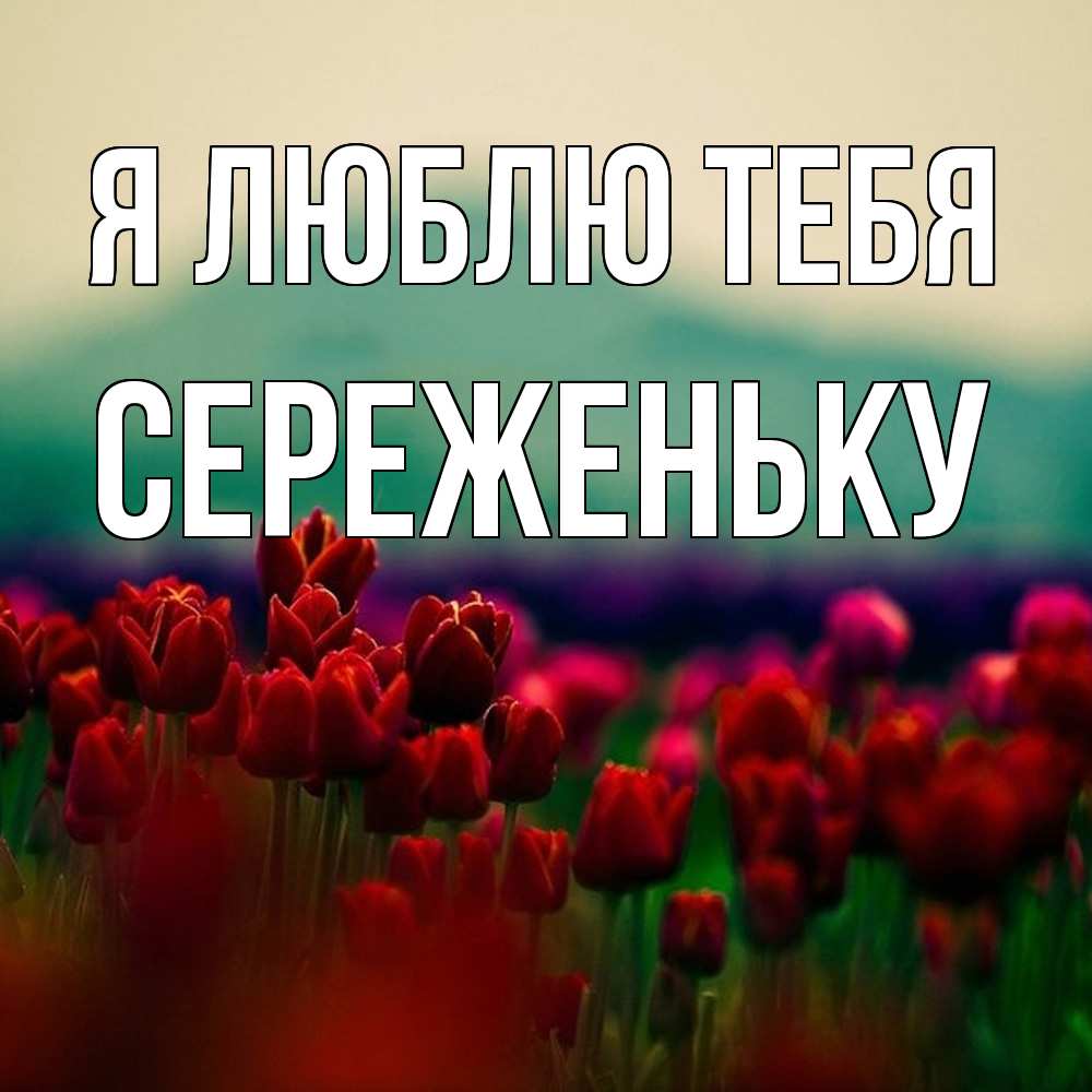 Открытка  с именем. Сереженьку, Я люблю тебя  