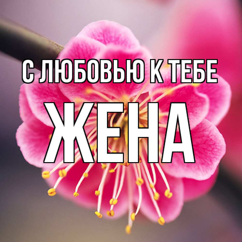 Открытка  с именем. Жена, С любовью к тебе  