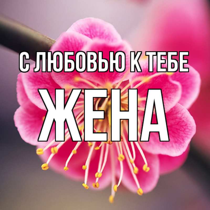 Картинка С любовью к тебе, Жена