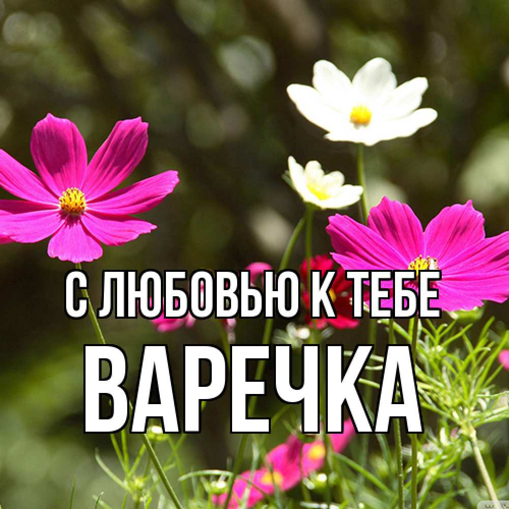 Открытка  с именем. Варечка, С любовью к тебе  