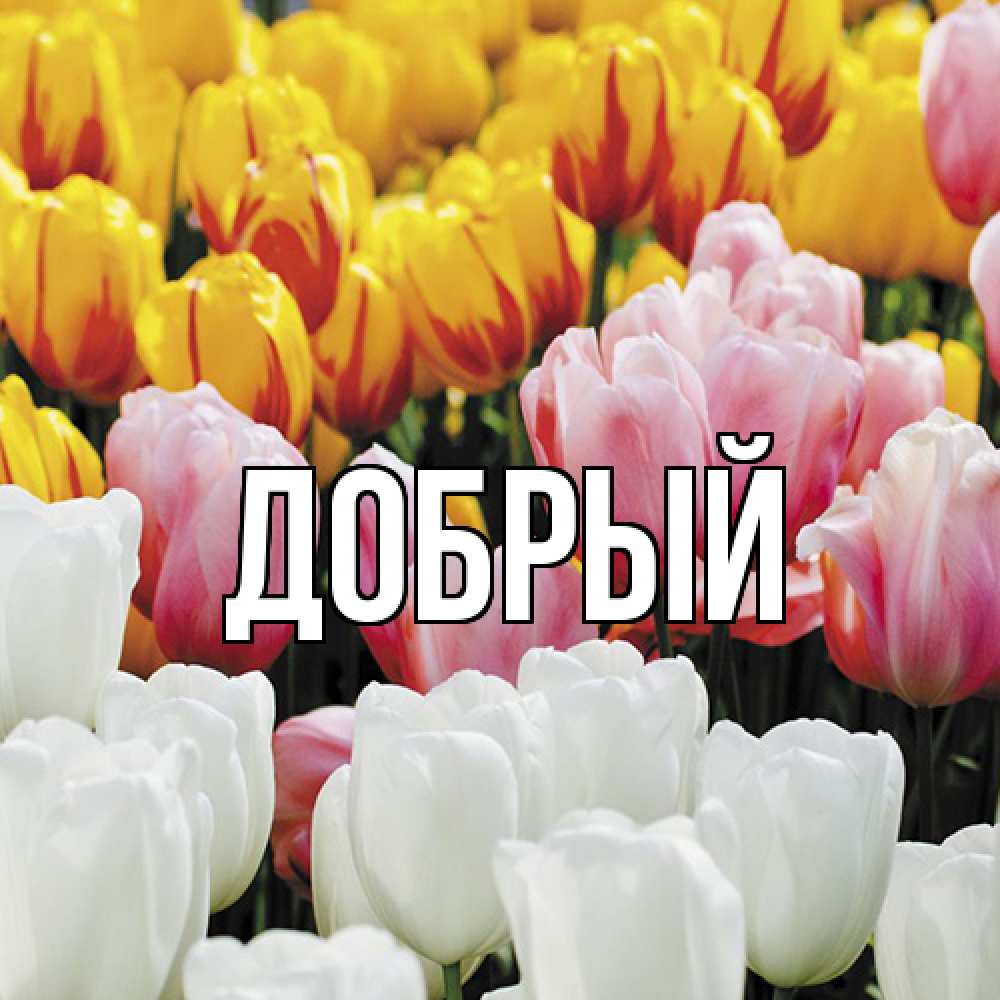 Открытка  с именем. Добрый, Главная  