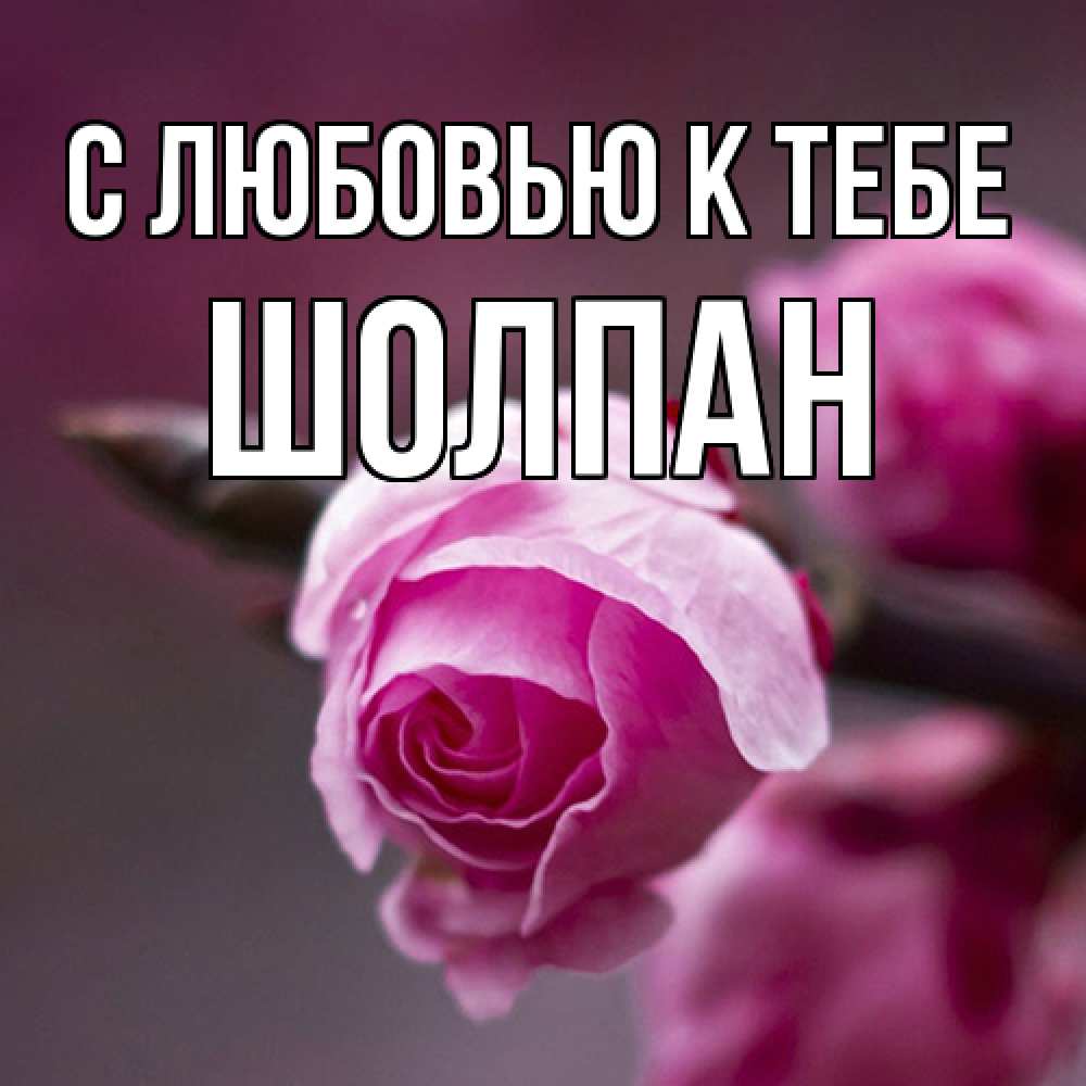 Открытка  с именем. Шолпан, С любовью к тебе  