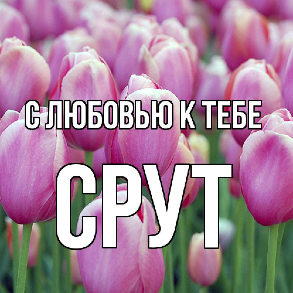 Открытка  с именем. срут, С любовью к тебе  