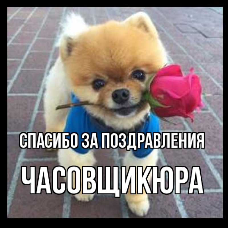 Картинка Спасибо за поздравления, Часовщикюра