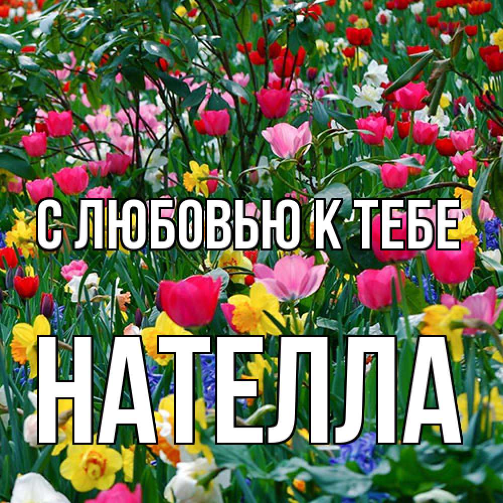 Открытка  с именем. Нателла, С любовью к тебе  