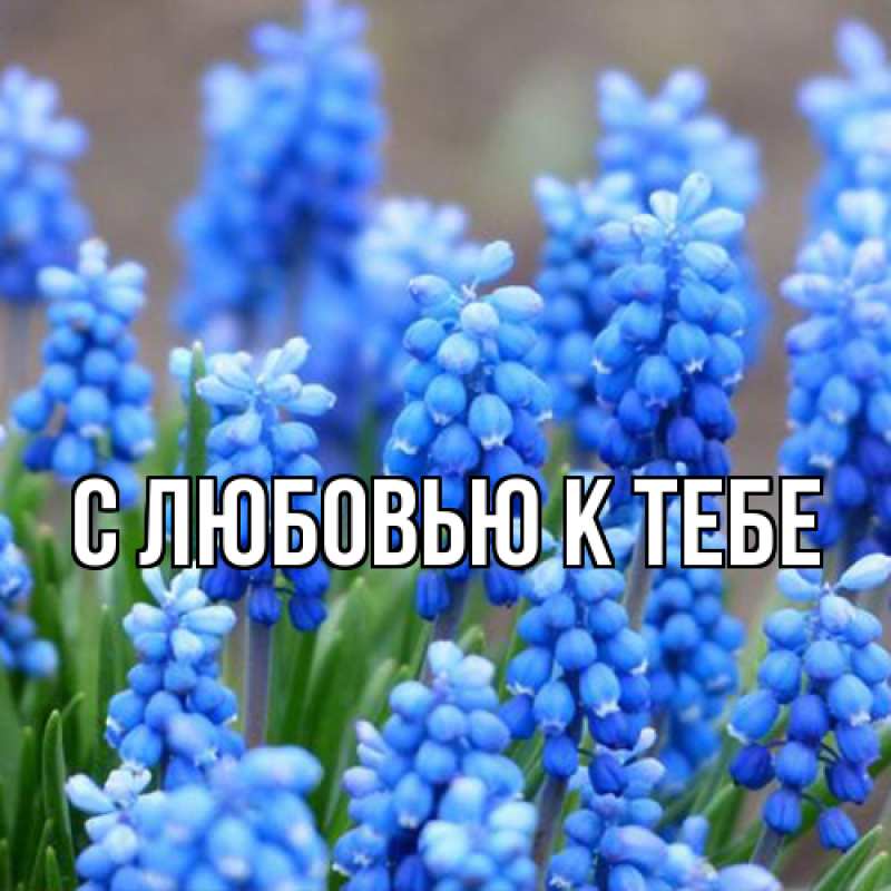 Картинка С любовью к тебе, 