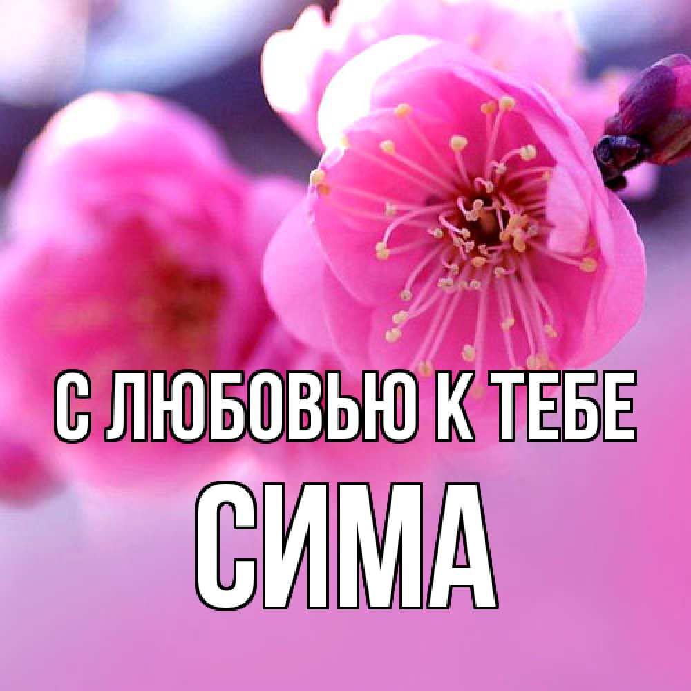 Открытка  с именем. Сима, С любовью к тебе  