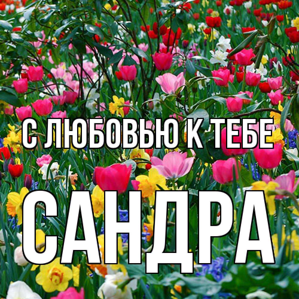 Открытка  с именем. Сандра, С любовью к тебе  
