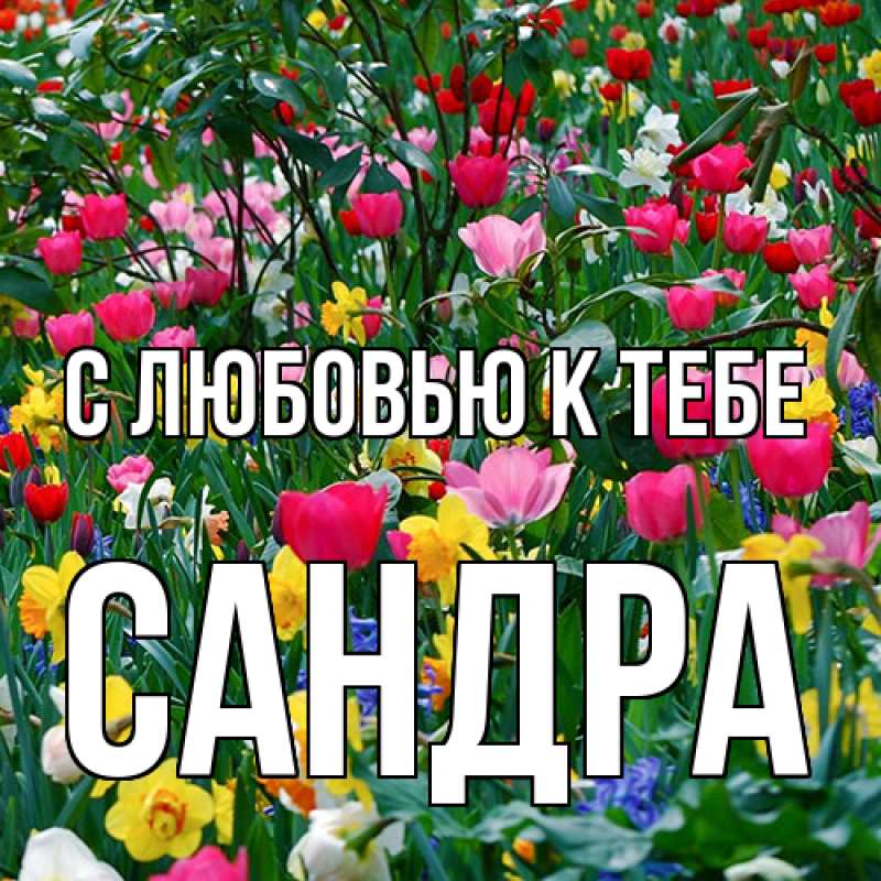 Картинка С любовью к тебе, Сандра