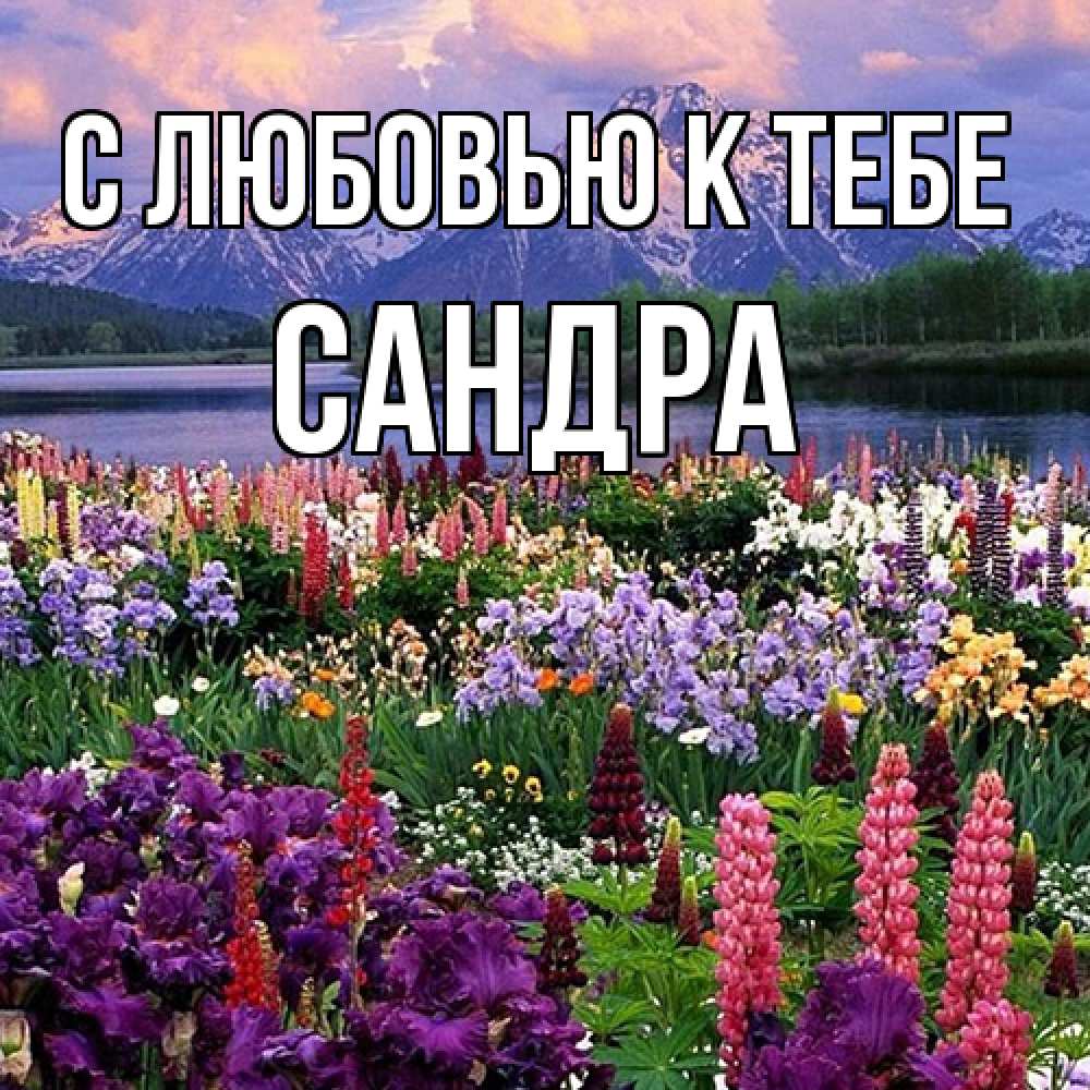 Открытка  с именем. Сандра, С любовью к тебе  