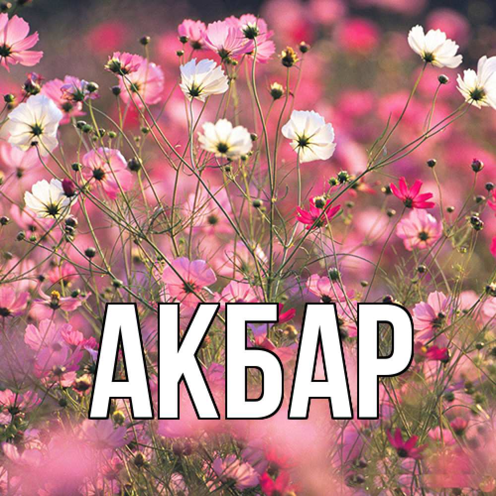 Открытка  с именем. Акбар, Главная  
