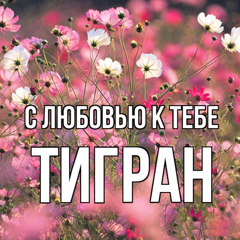 Картинка С любовью к тебе, Тигран