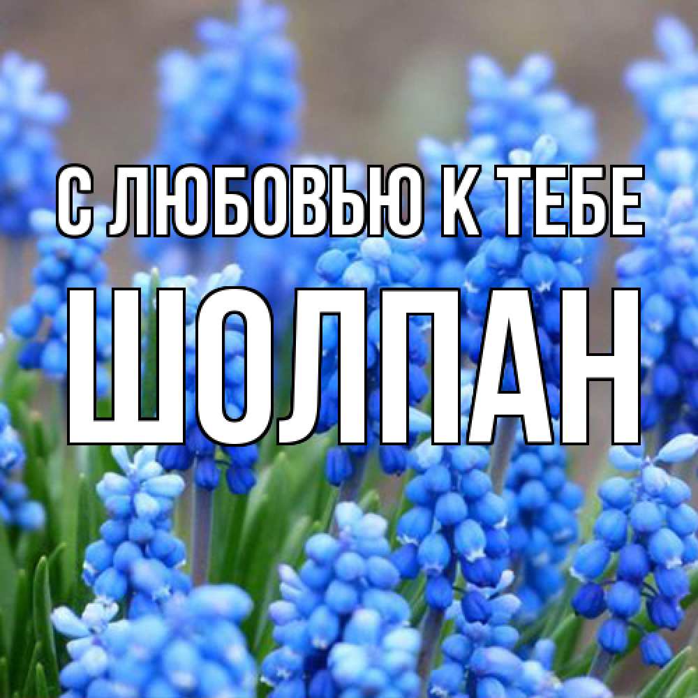 Открытка  с именем. Шолпан, С любовью к тебе  