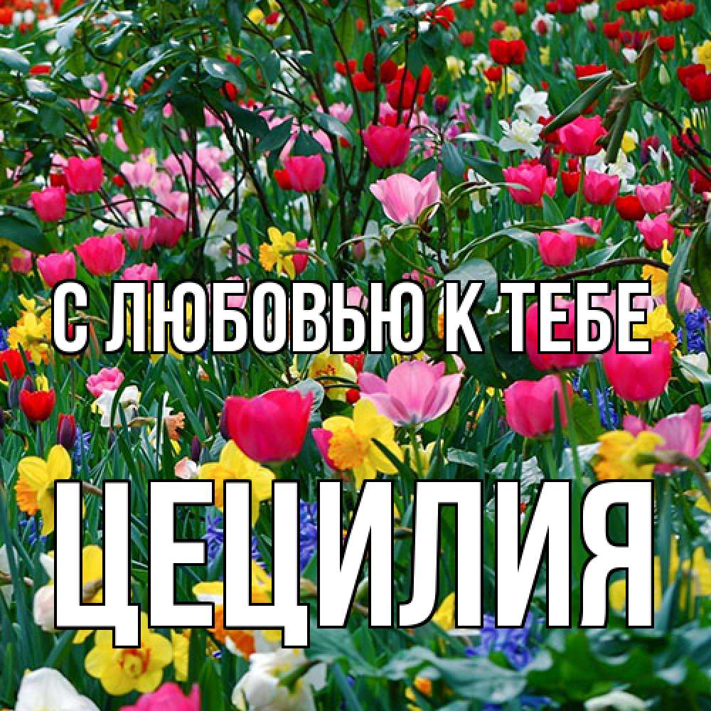 Открытка  с именем. Цецилия, С любовью к тебе  