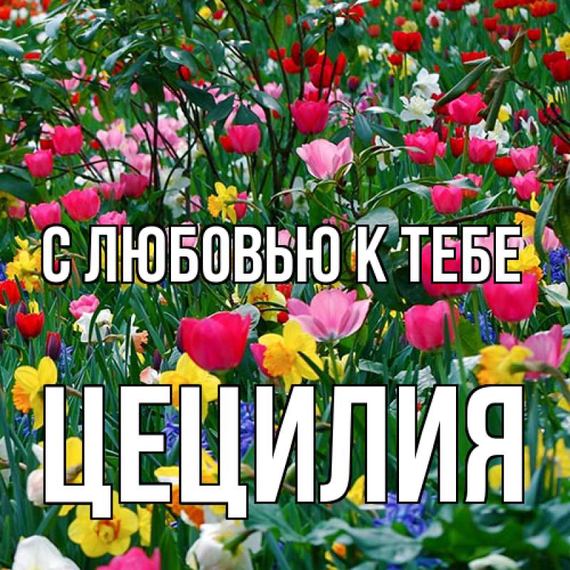 Картинка С любовью к тебе, Цецилия