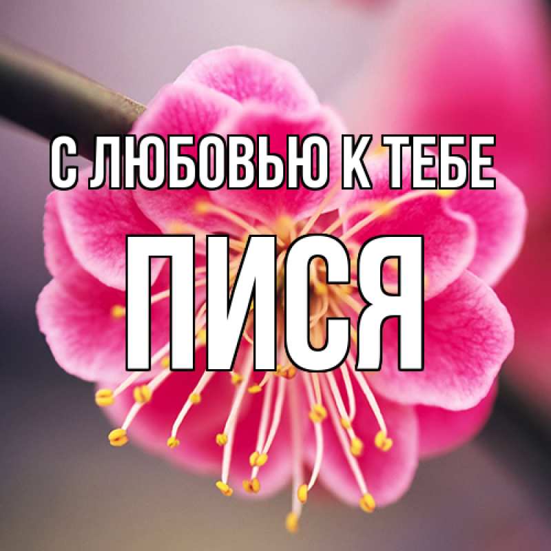 Картинка С любовью к тебе, Пися