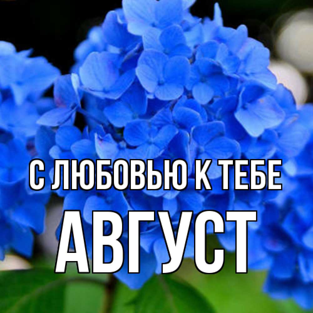 Открытка  с именем. Август, С любовью к тебе  