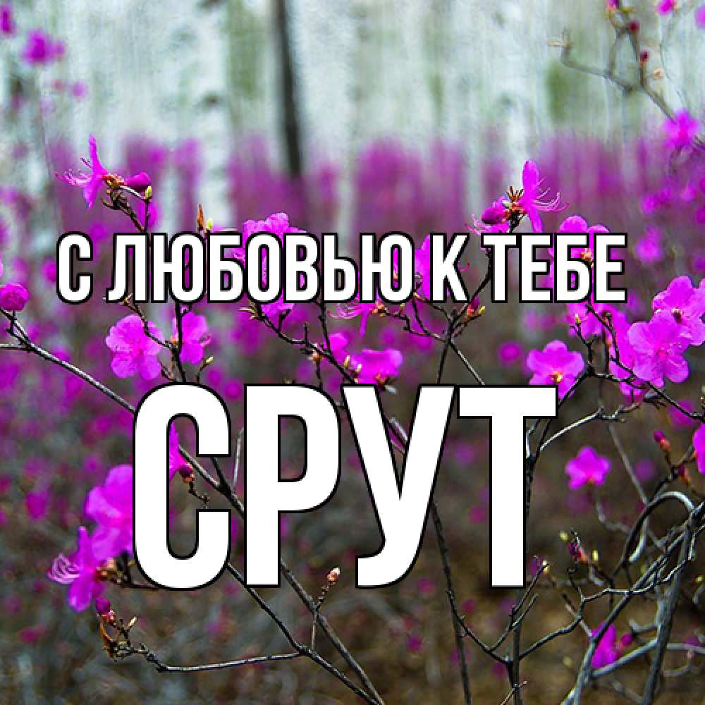 Открытка  с именем. срут, С любовью к тебе  