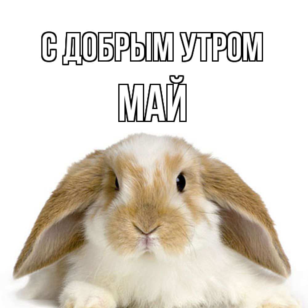 Открытка  с именем. Май, С добрым утром  