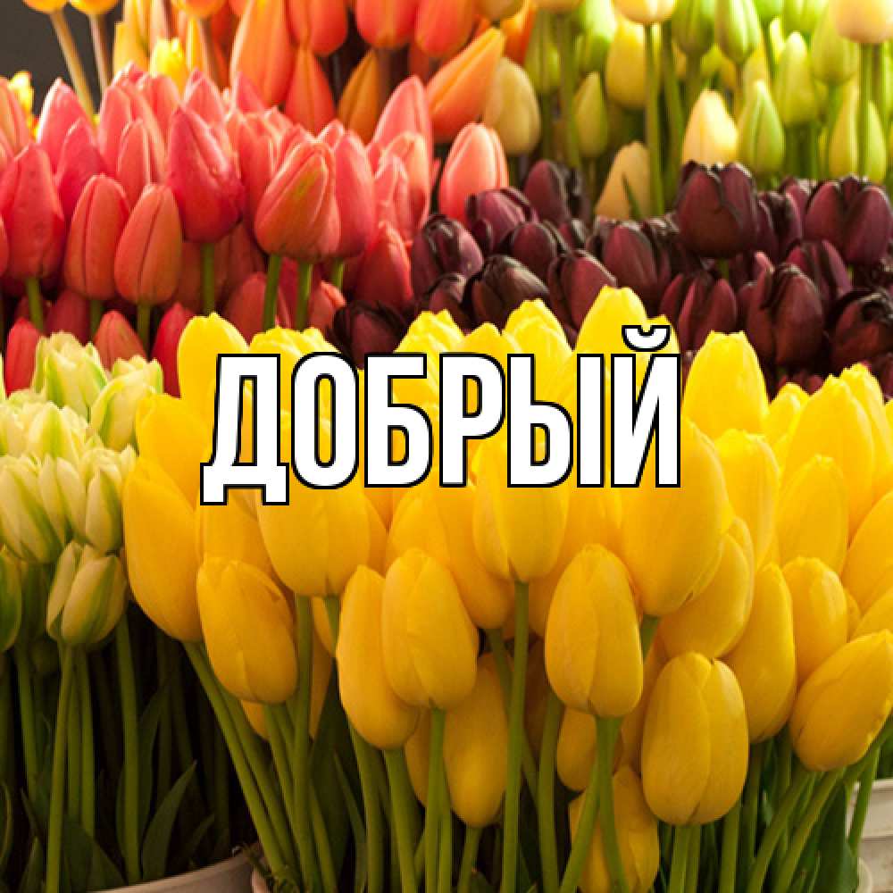 Открытка  с именем. Добрый, Главная  