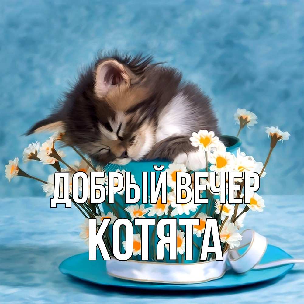 Открытка  с именем. Котята, Добрый вечер  