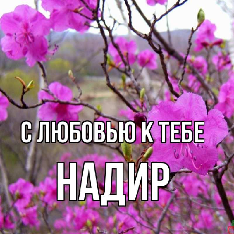 Картинка С любовью к тебе, Надир