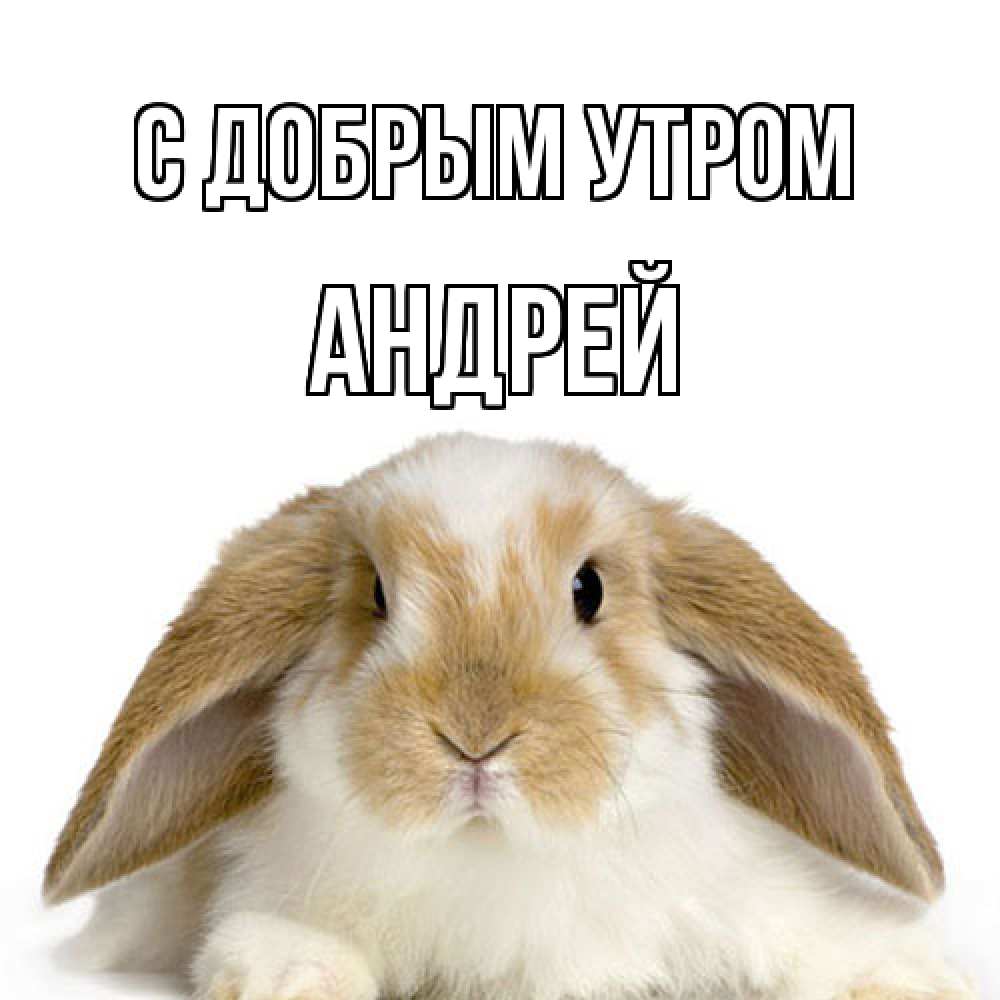 Открытка  с именем. Андрей, С добрым утром  