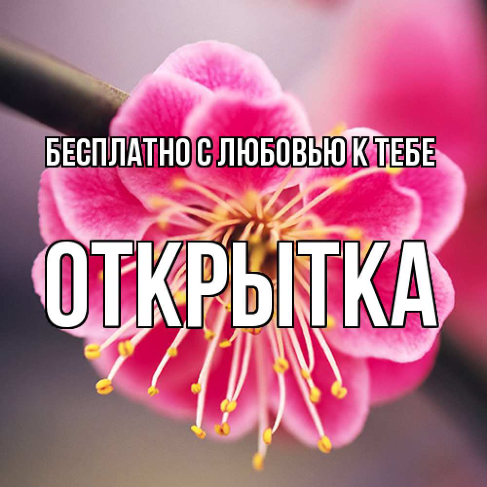 Открытка  с именем. открытка, С любовью к тебе  