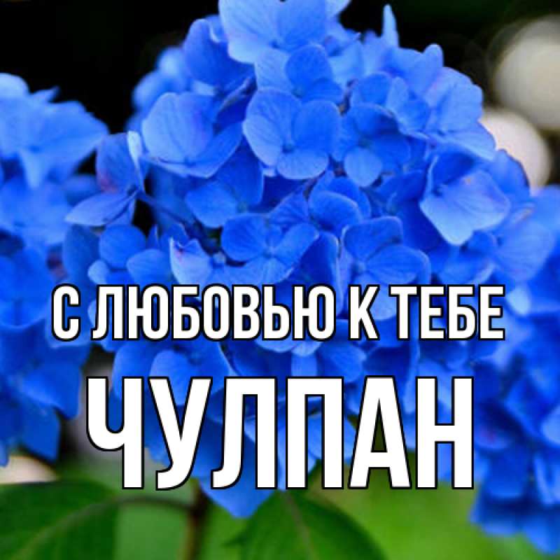 Картинка С любовью к тебе, Чулпан