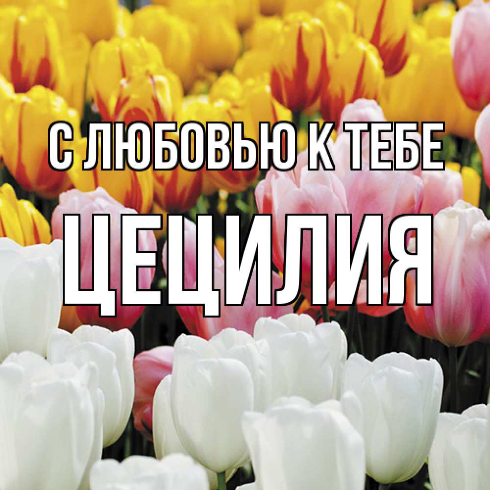 Открытка  с именем. Цецилия, С любовью к тебе  