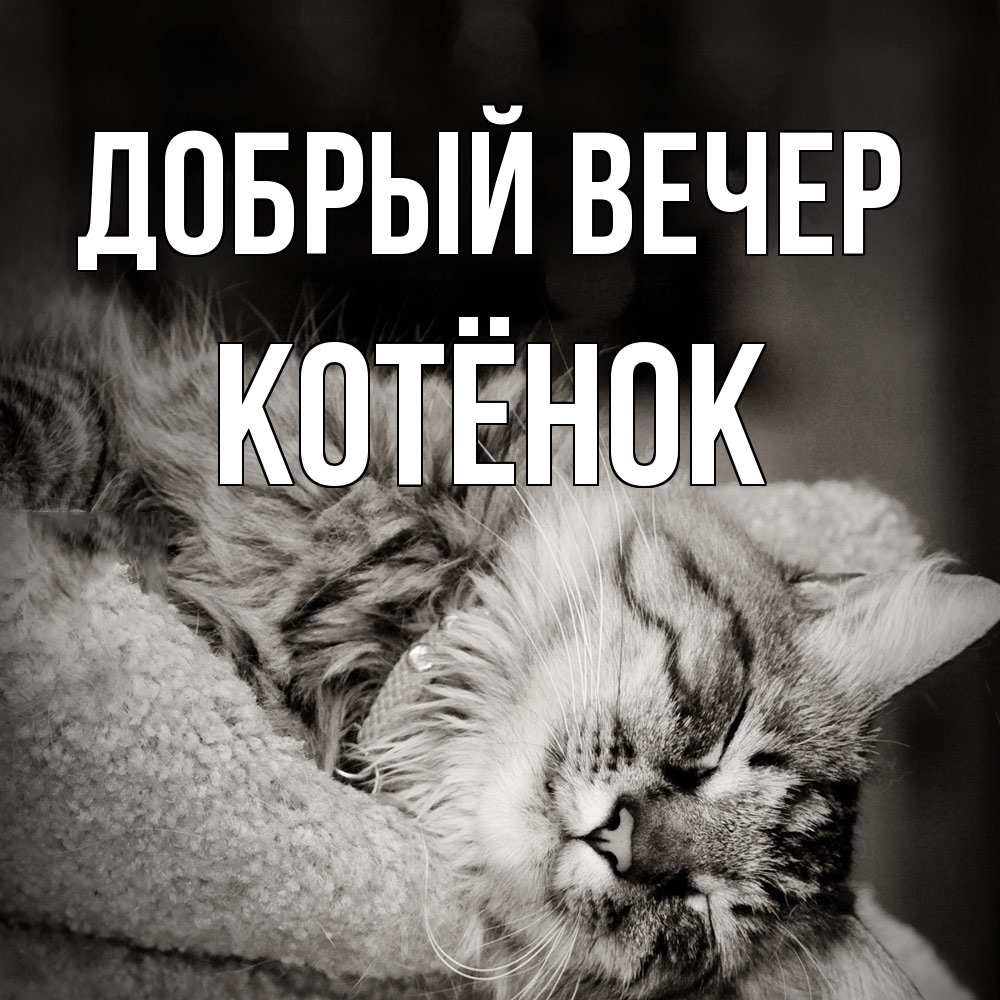 Открытка  с именем. Котёнок, Добрый вечер  