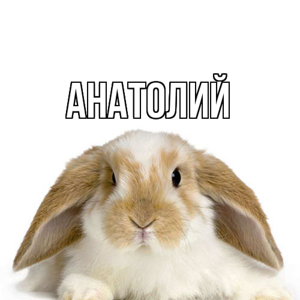 Открытка  с именем. Анатолий, Главная  