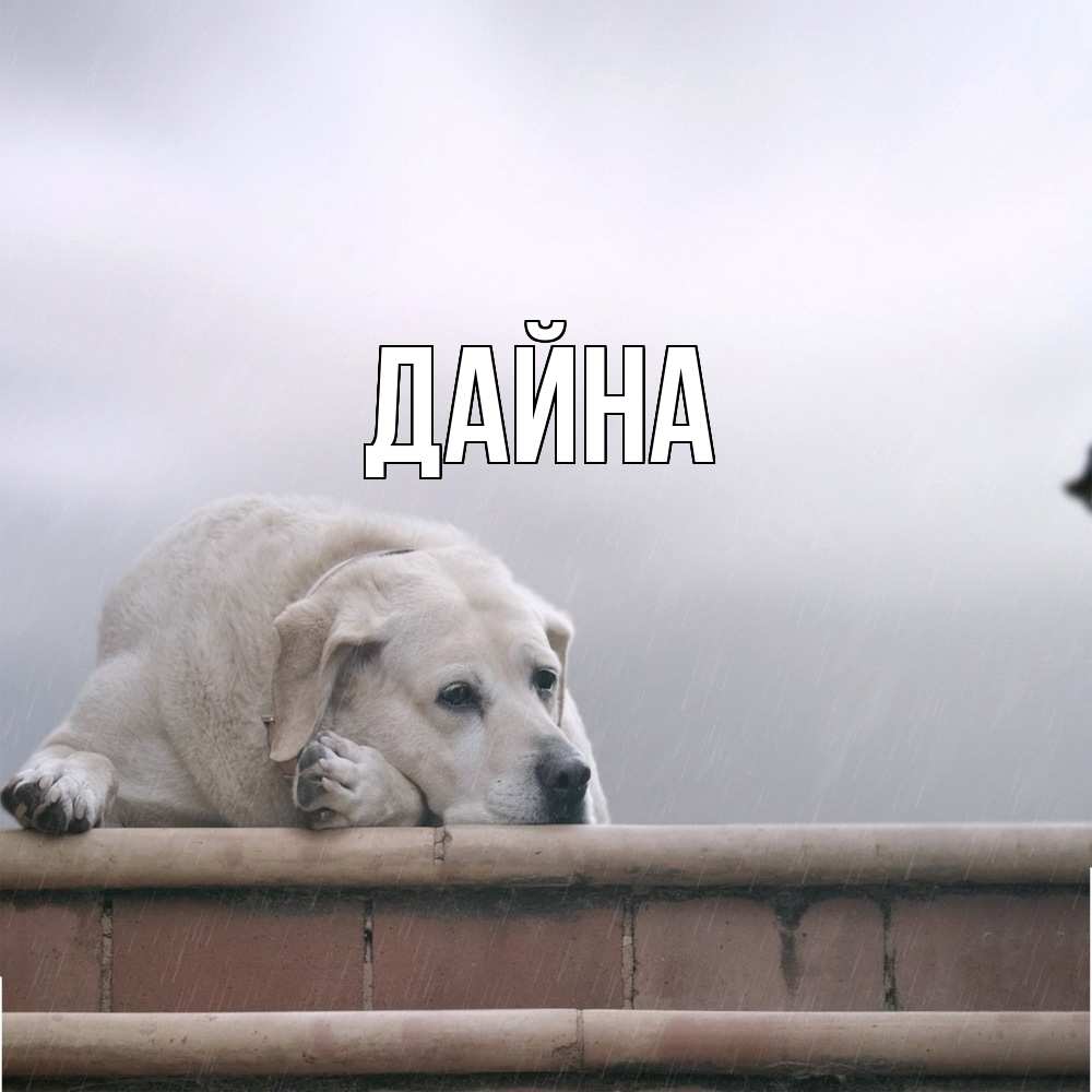 Открытка  с именем. Дайна, Главная  
