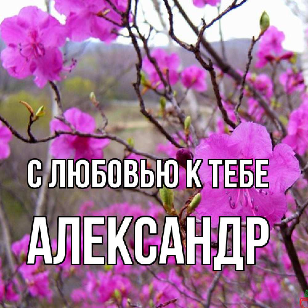 Открытка  с именем. Александр, С любовью к тебе  