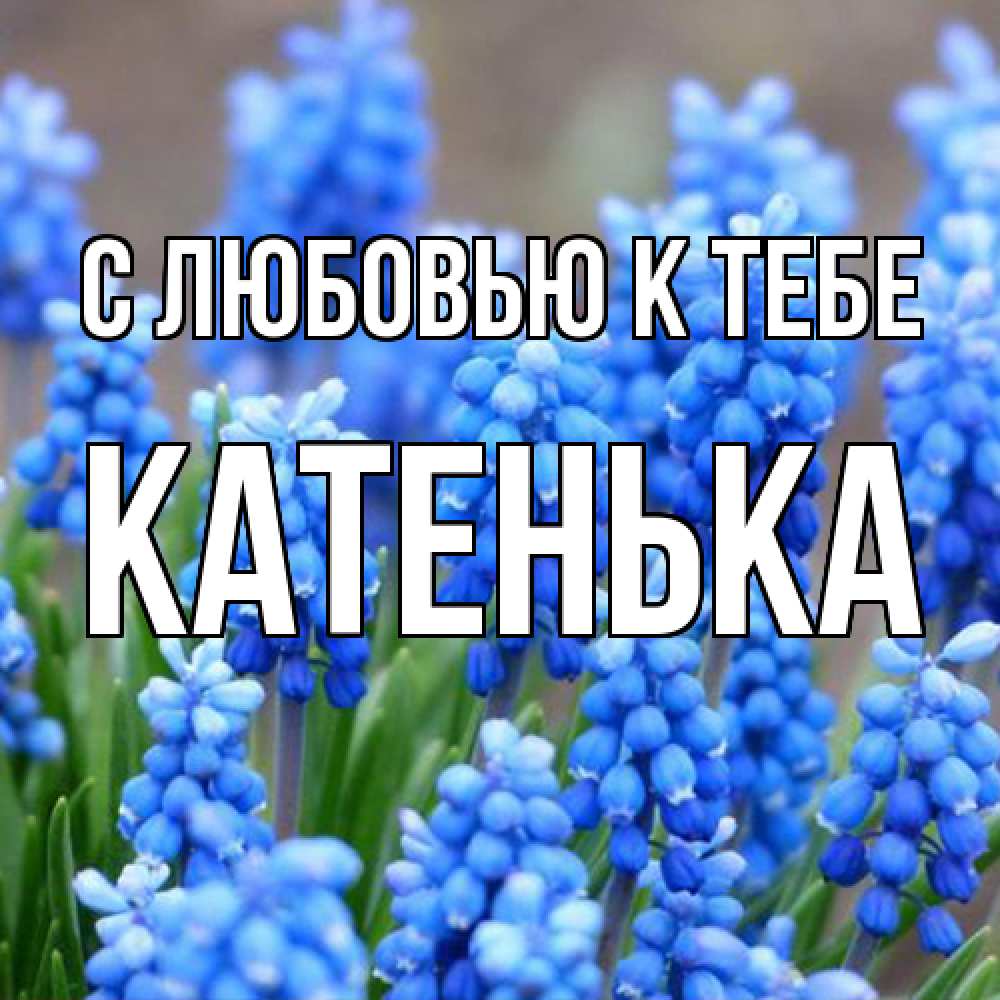 Открытка  с именем. Катенька, С любовью к тебе  