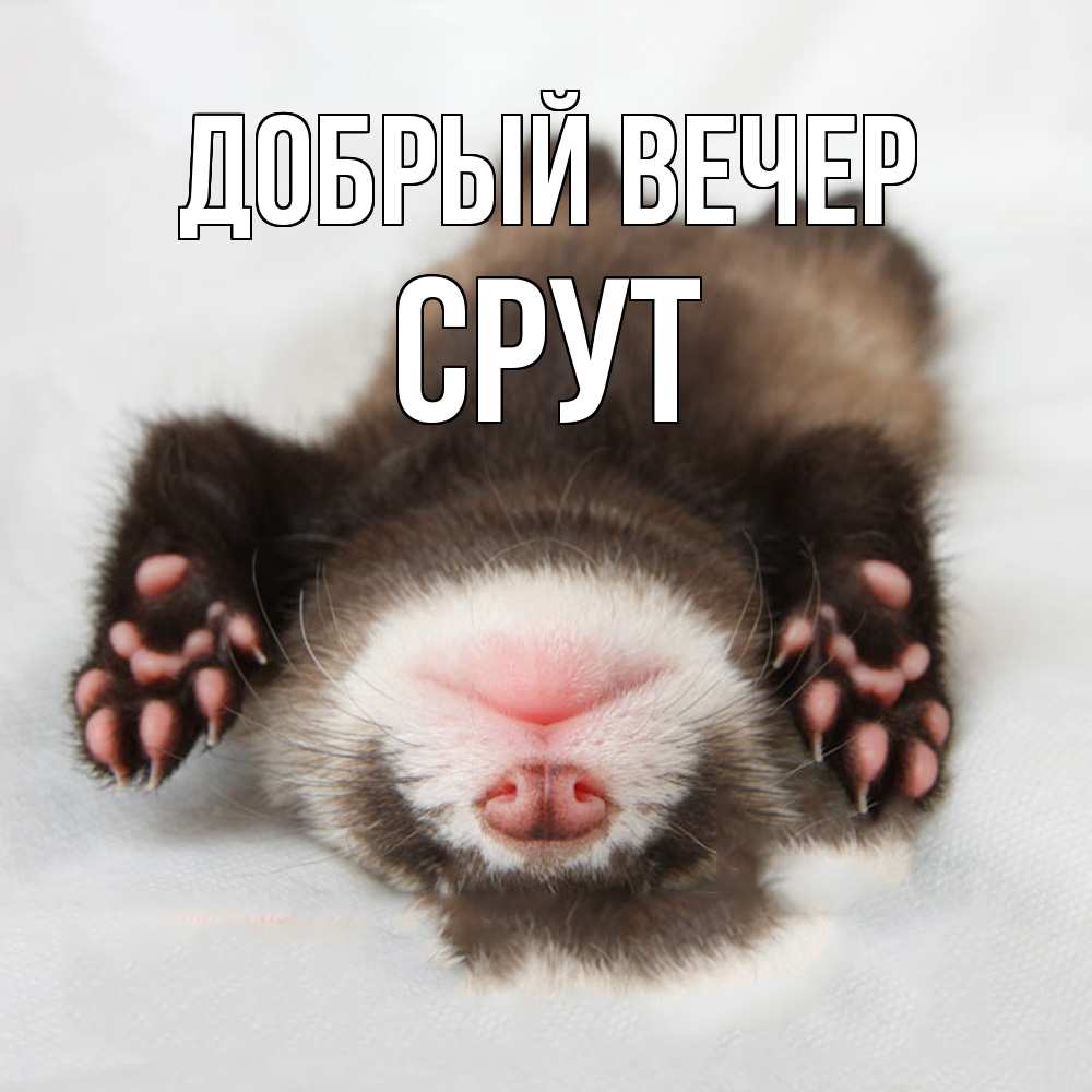 Открытка  с именем. срут, Добрый вечер  