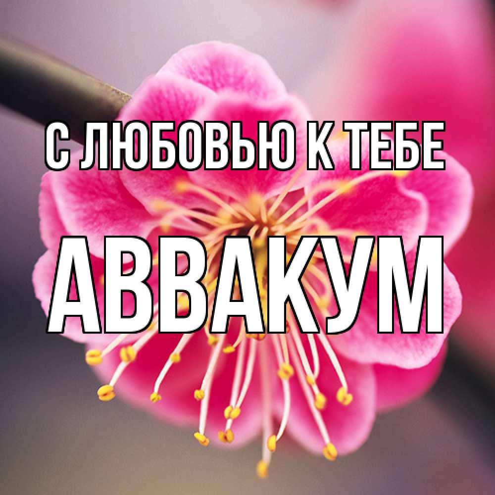 Открытка  с именем. Аввакум, С любовью к тебе  