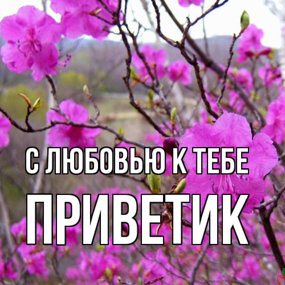 Открытка  с именем. приветик, С любовью к тебе  