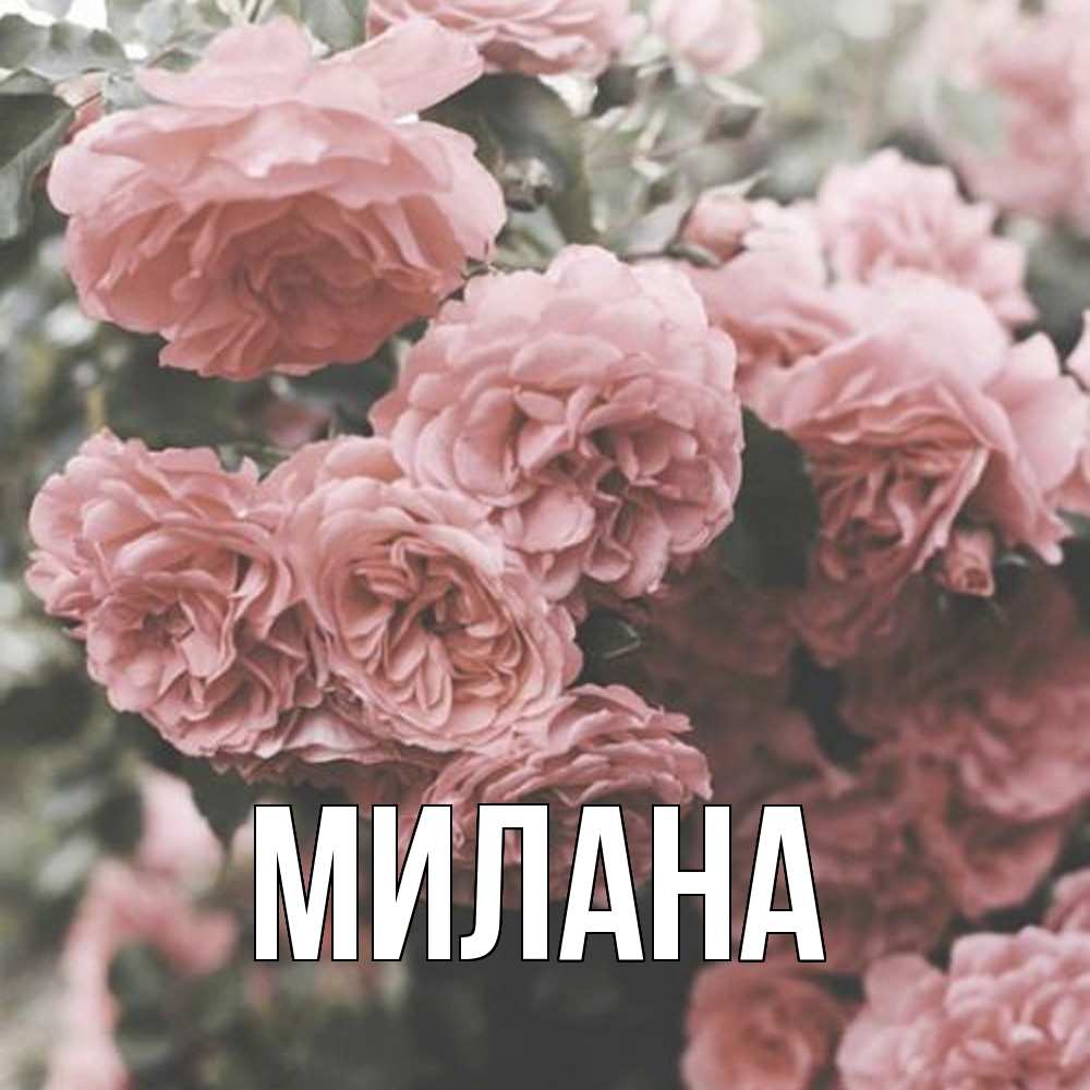 Открытка  с именем. Милана, Главная  