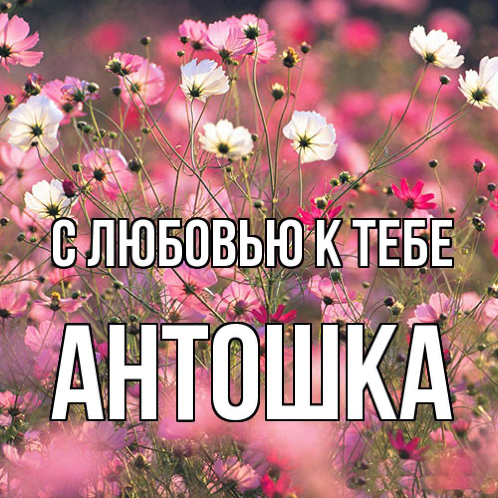 Открытка  с именем. Антошка, С любовью к тебе  