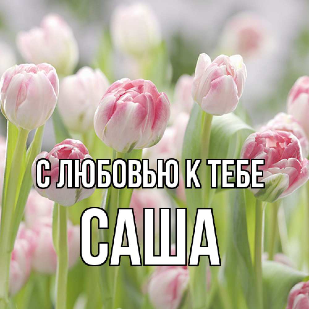 Открытка  с именем. Саша, С любовью к тебе  