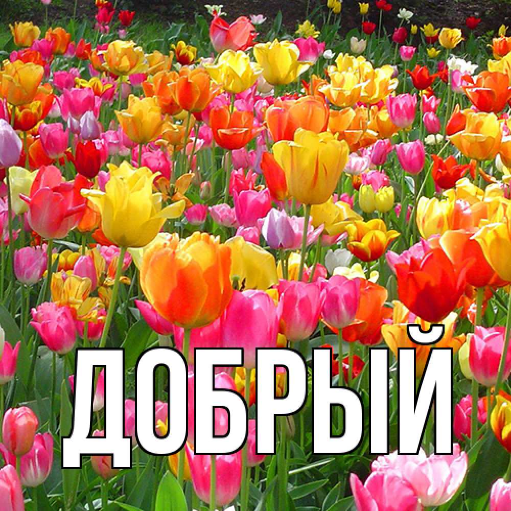 Открытка  с именем. Добрый, Главная  