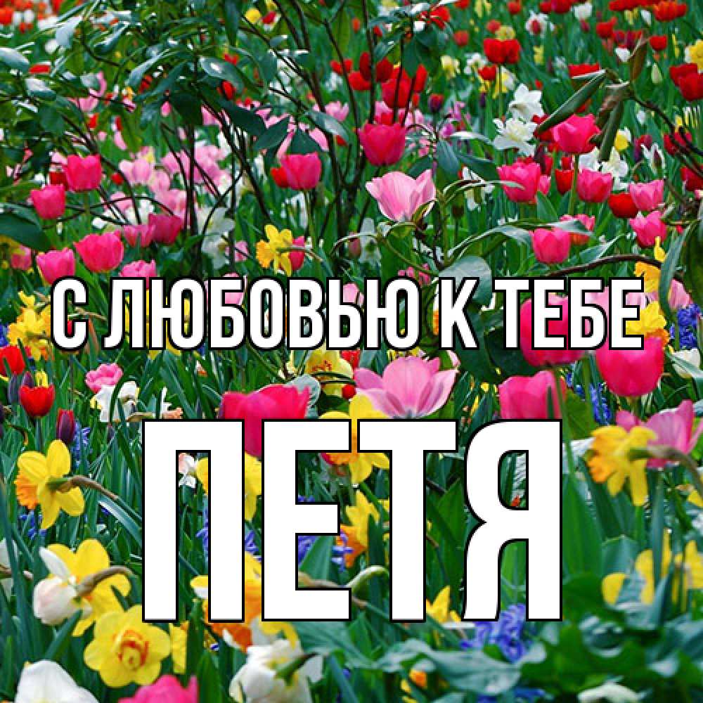 Открытка  с именем. Петя, С любовью к тебе  