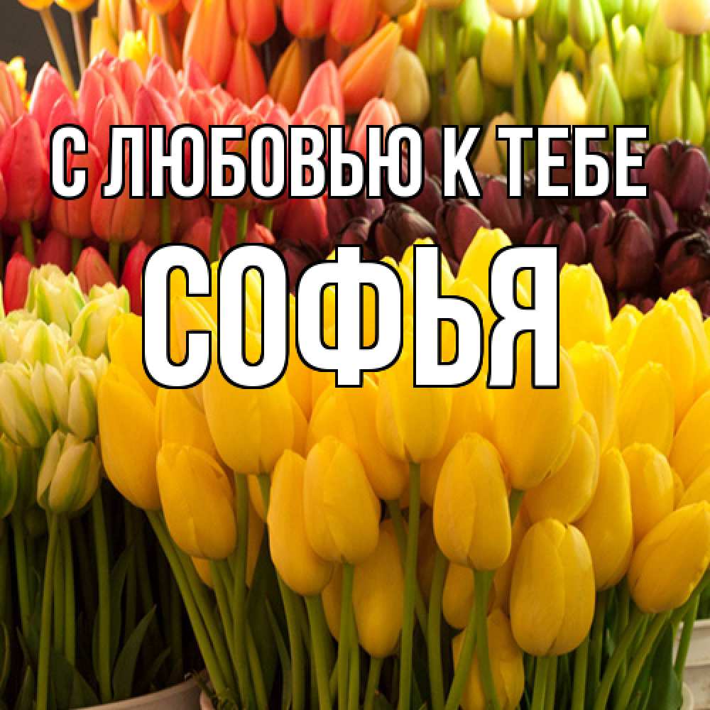 Открытка  с именем. Софья, С любовью к тебе  