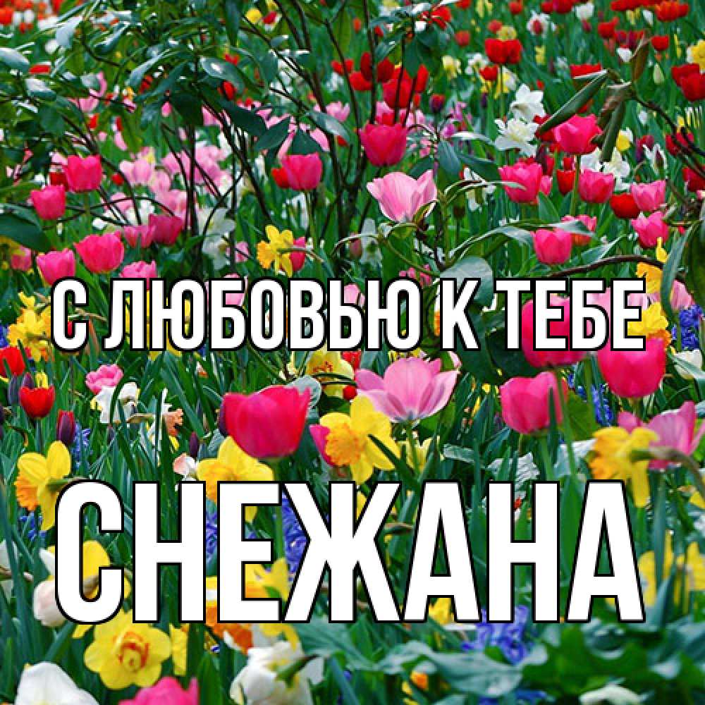 Открытка  с именем. Снежана, С любовью к тебе  