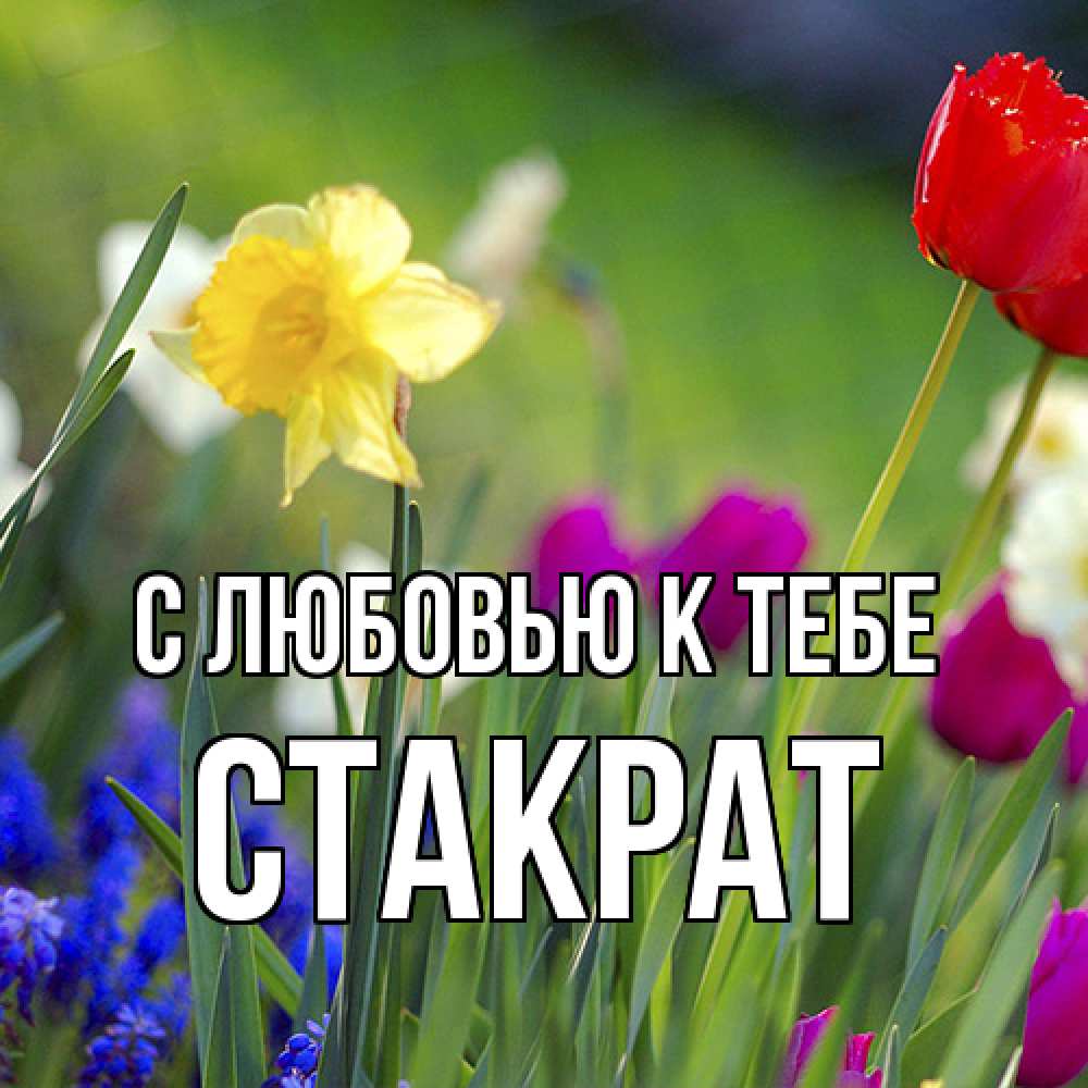 Открытка  с именем. Стакрат, С любовью к тебе  