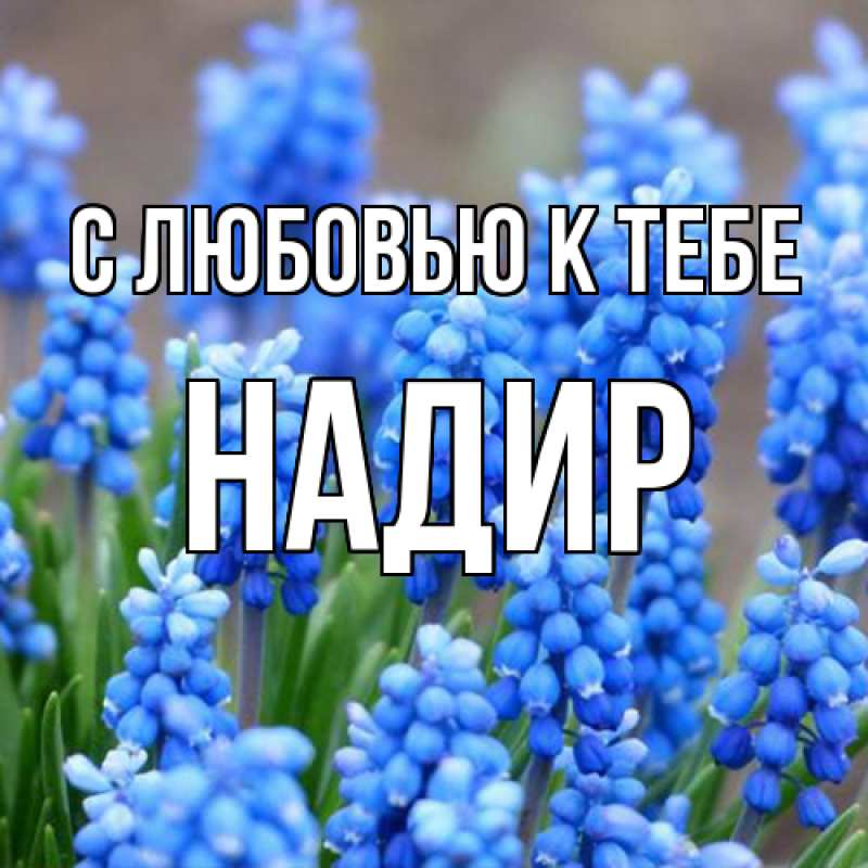 Картинка С любовью к тебе, Надир