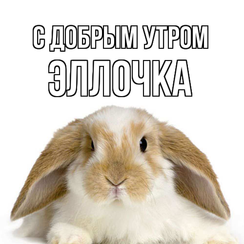 Открытка  с именем. Эллочка, С добрым утром  