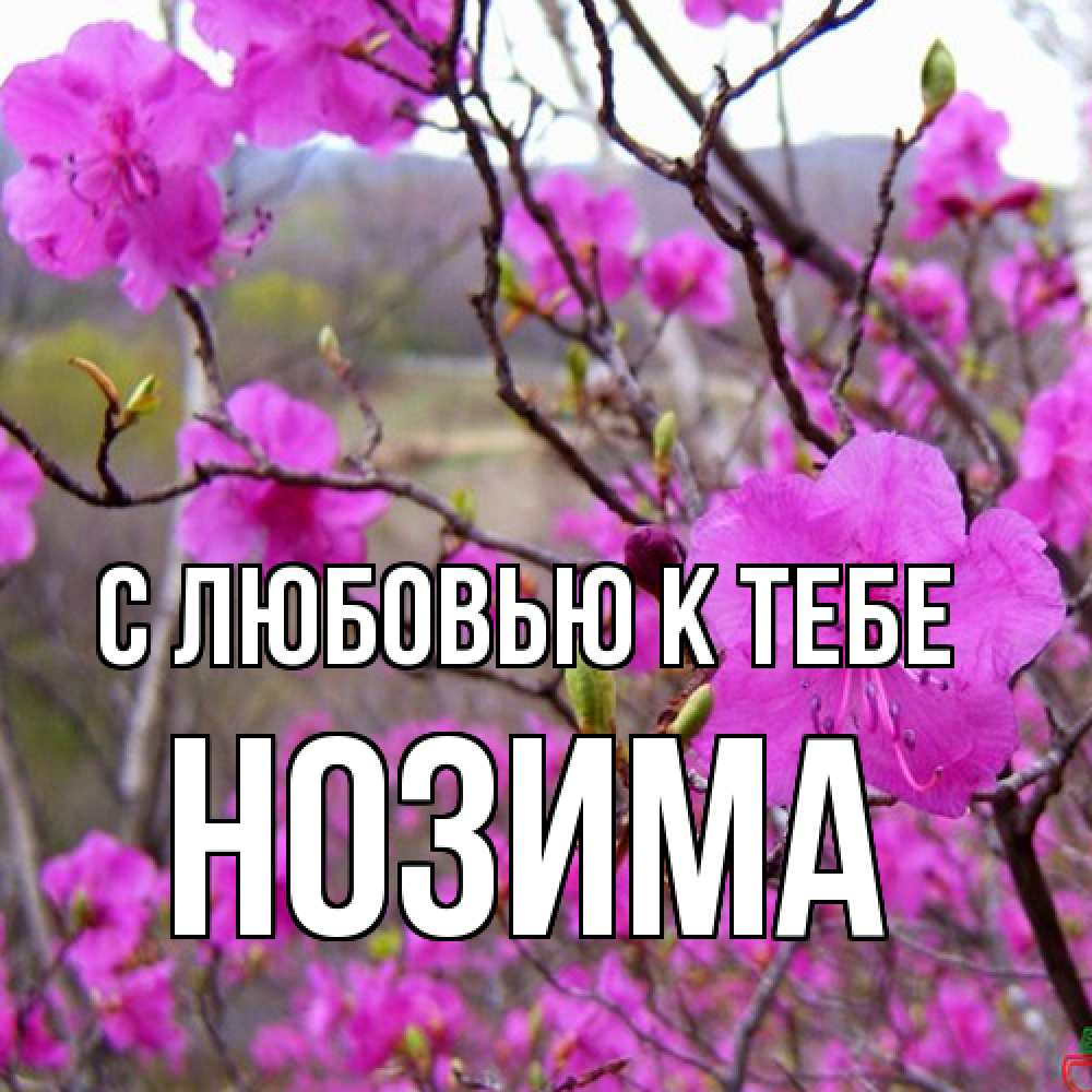 Открытка  с именем. НОЗИМА, С любовью к тебе  